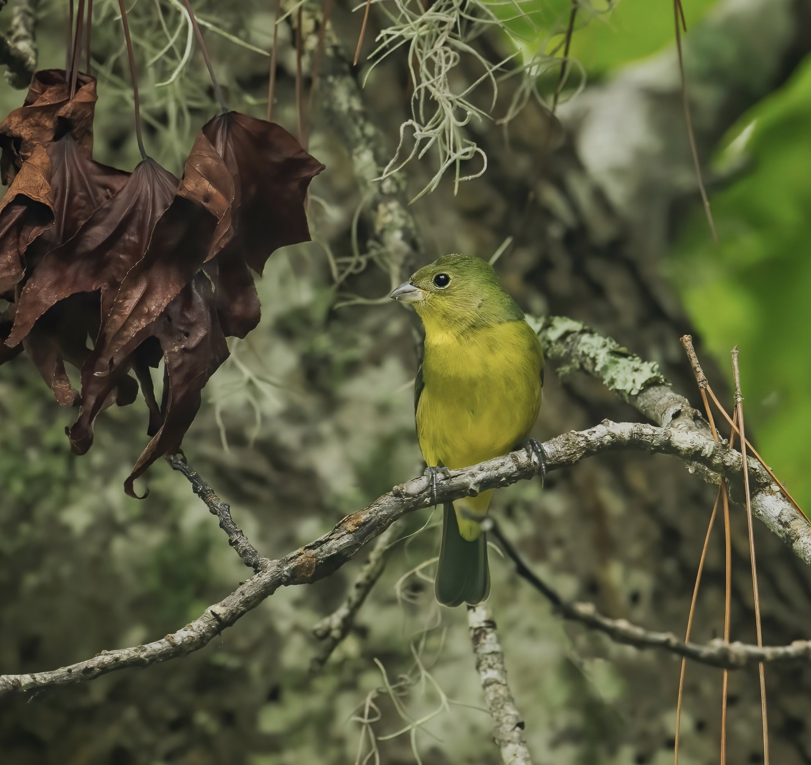 Female Painted Bunting Hilton Head Island