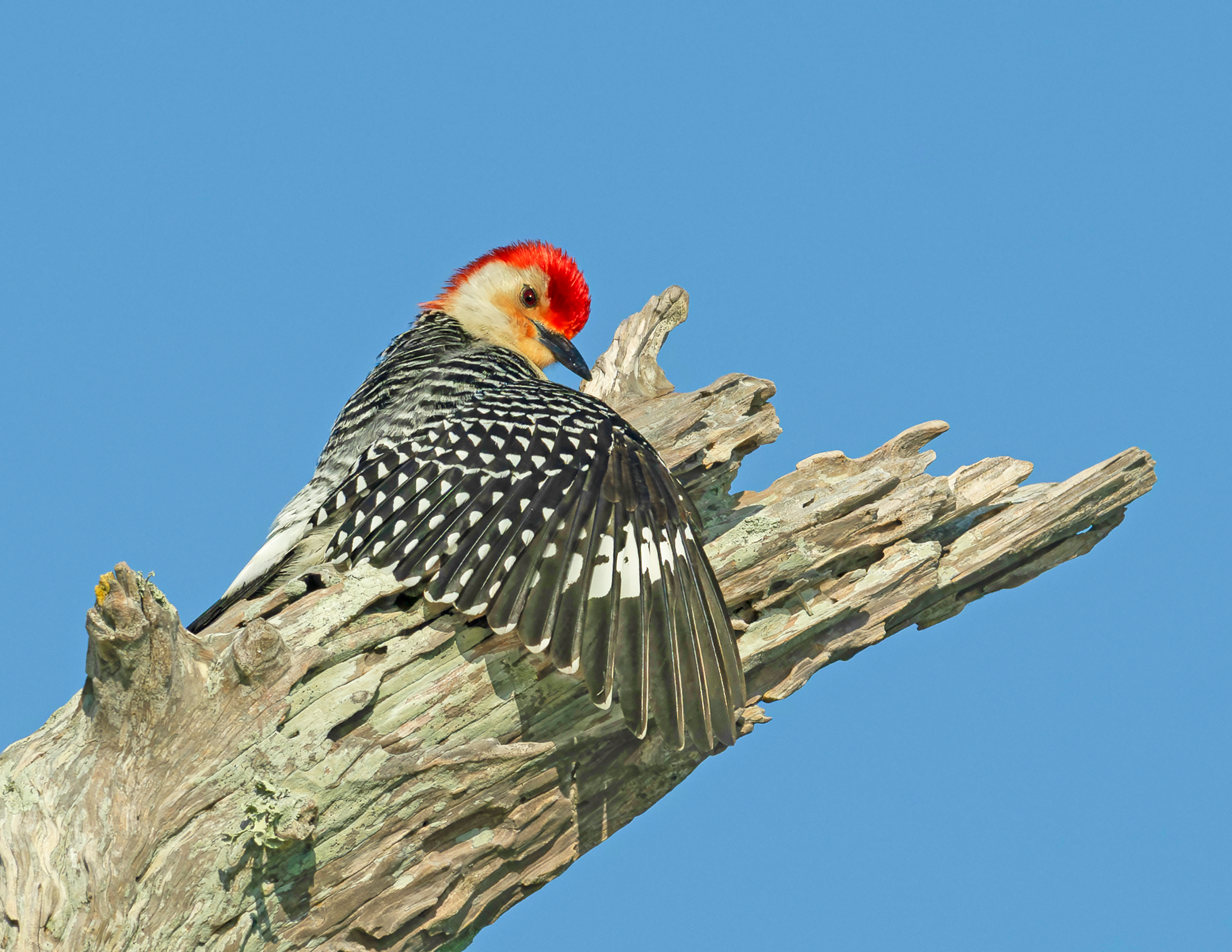 Red-bellied Woodpecker drying its wings on a tree stump on Blue Cypress Lake Florida