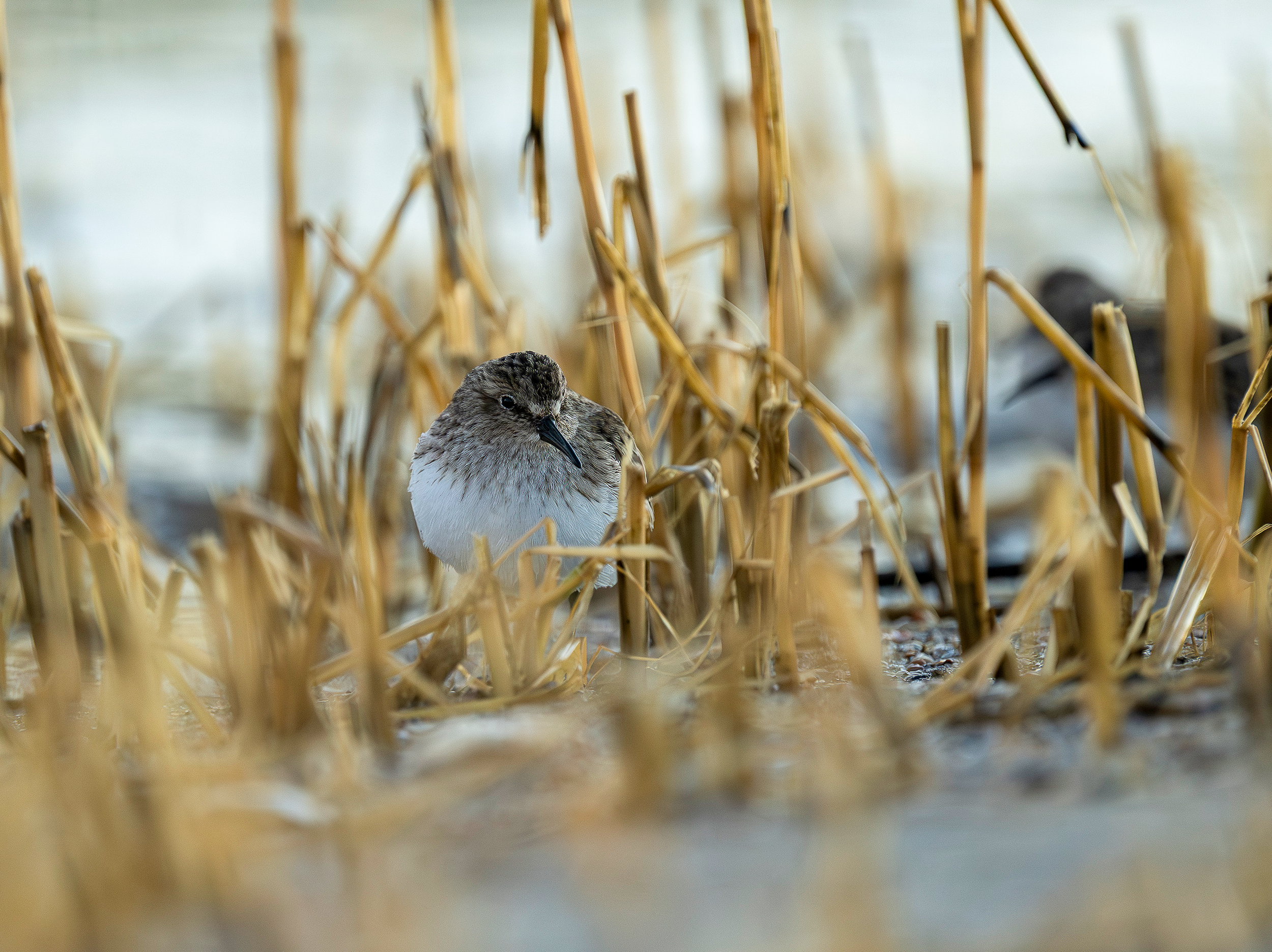 Least Sandpiper feeding in the marsh Hilton Head Island