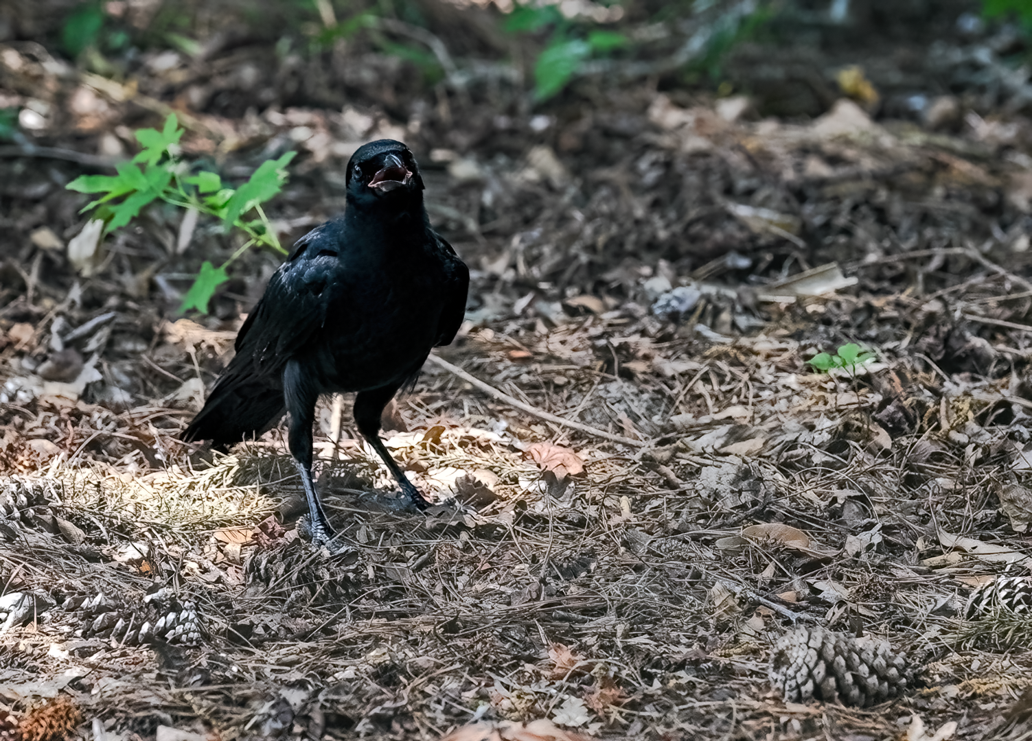 American Crow on the ground with beak open - hilton head island
