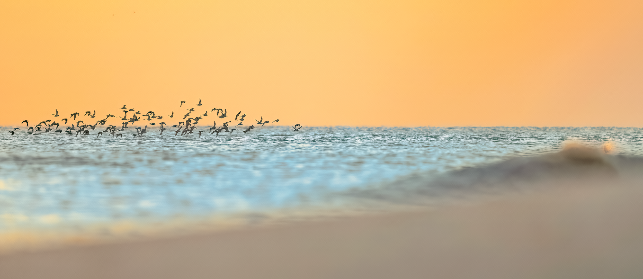 Flock of Dunlins at sunrise - Hilton Head Island