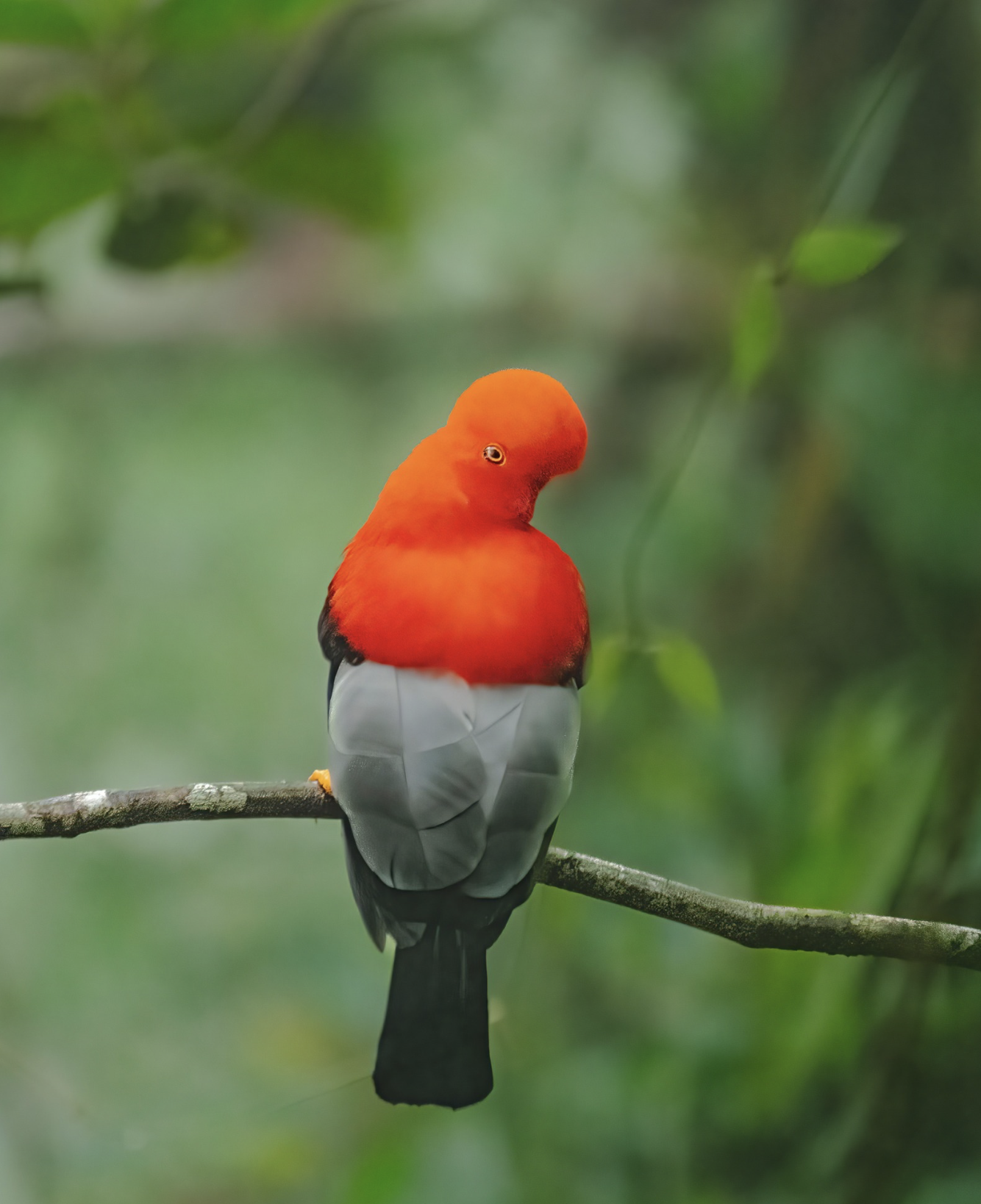 Colombia Red Andean Cock-of-the-Rock Bird Perched on a Limb
