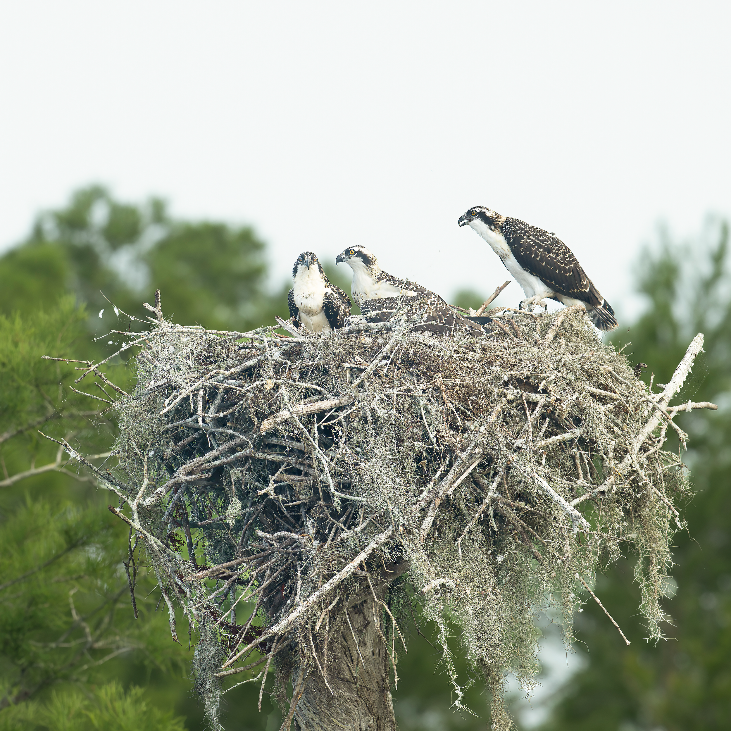Osprey Nest with three fledglings Blue Cypress Lake Florida