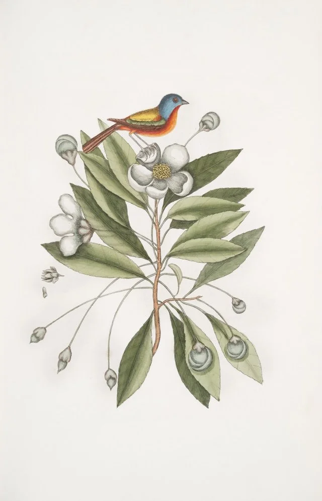 Illustration of a Painted Finch (Painted Bunting) on Branch
