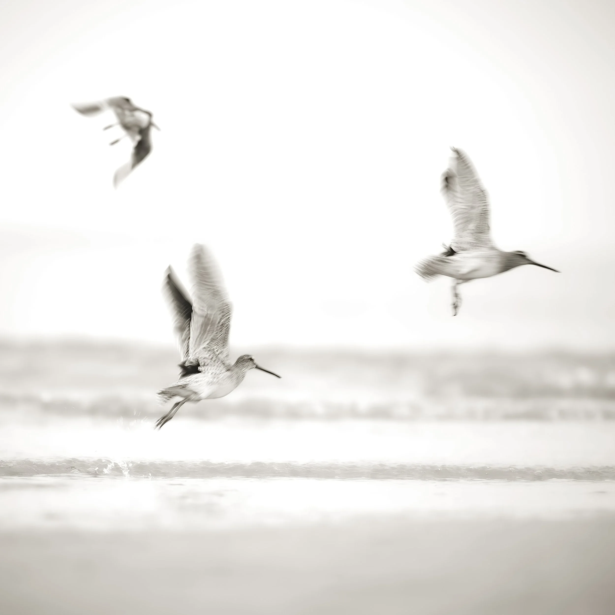 Three Short-billed Dowitchers in Flight on Hilton Head Island