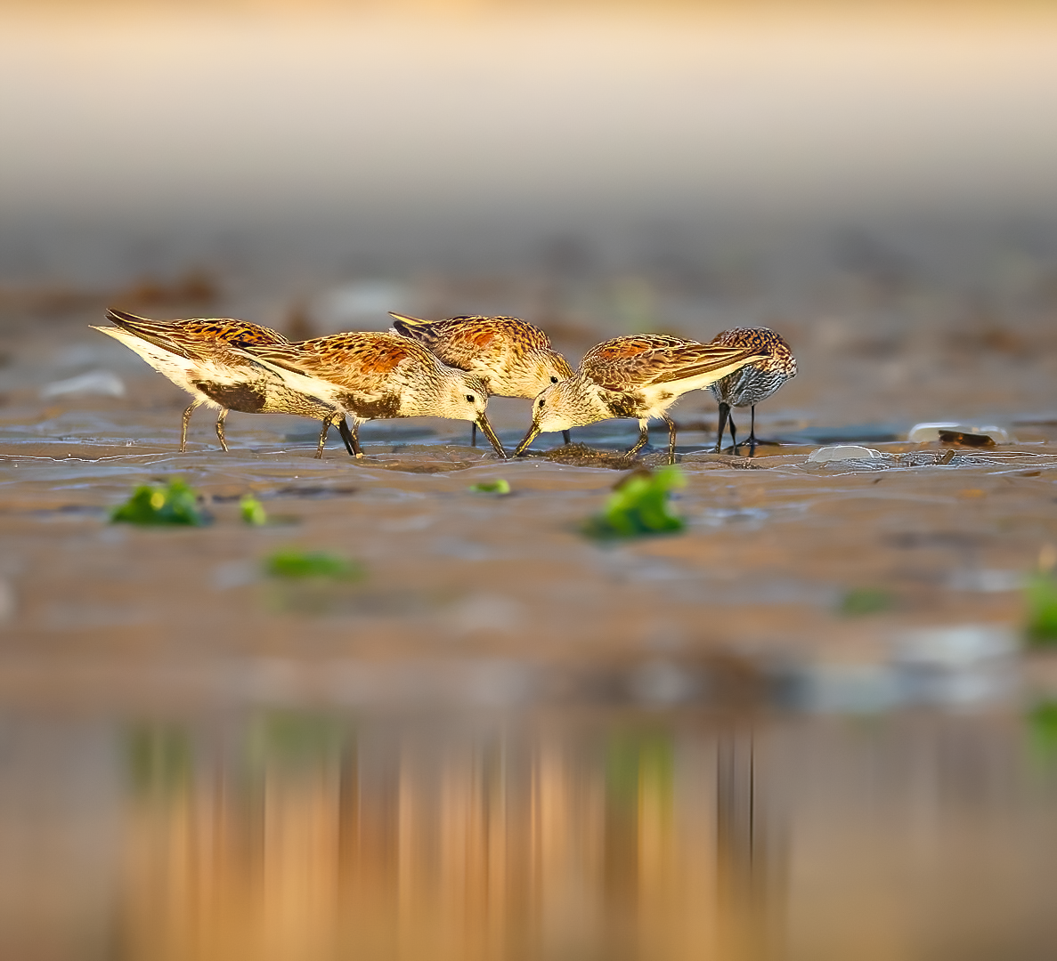 Dunlin 