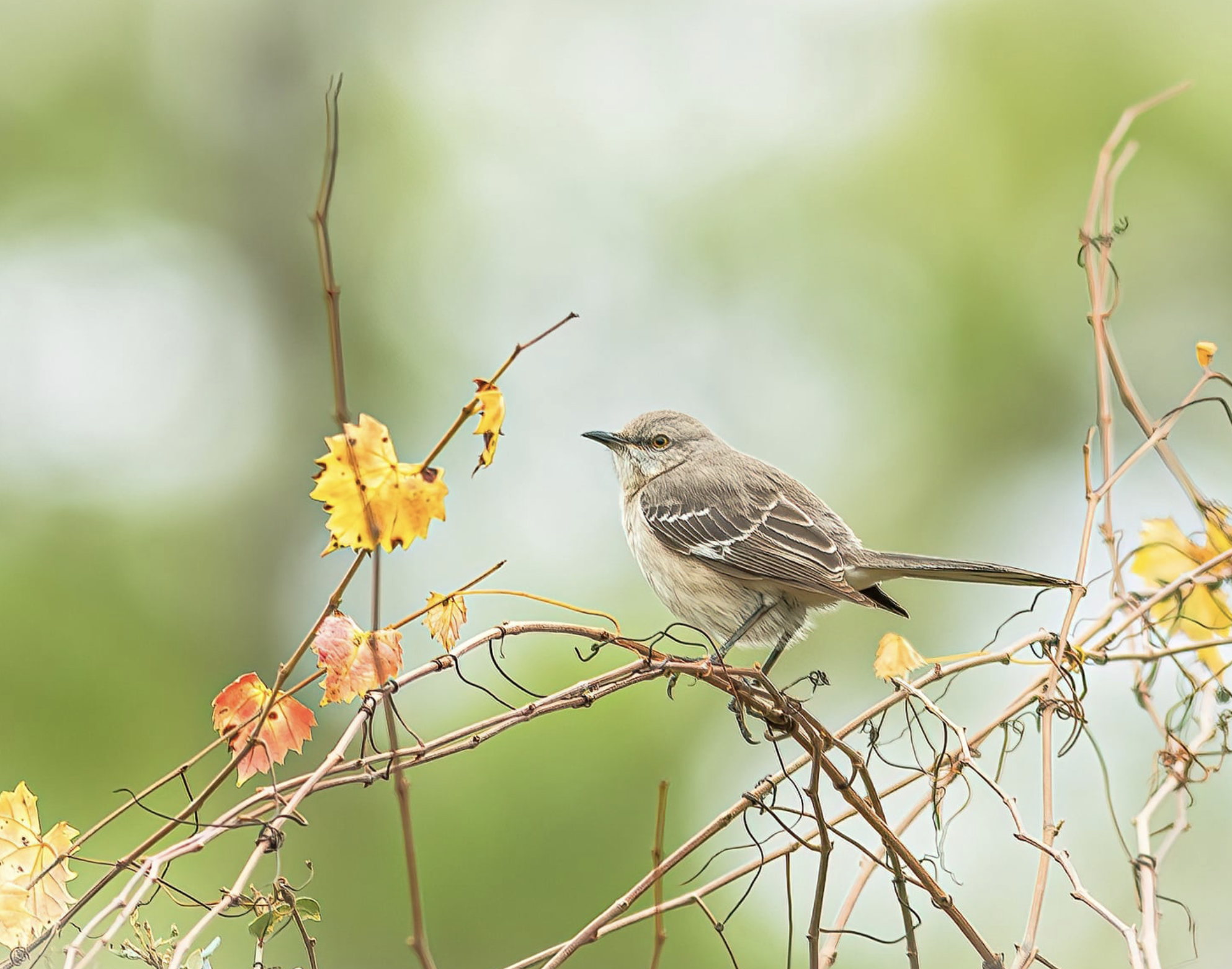 Northern Mockingbird perched on vines Florida