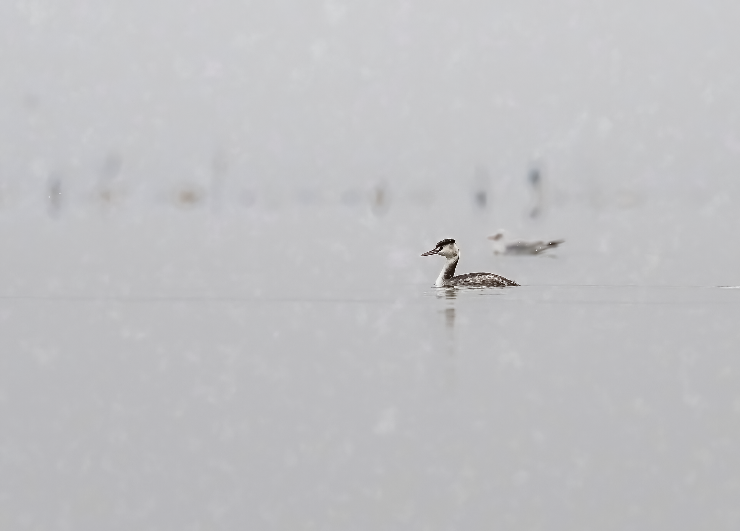 Great Crested Grebe on Lake Kerkini in Northern Greece