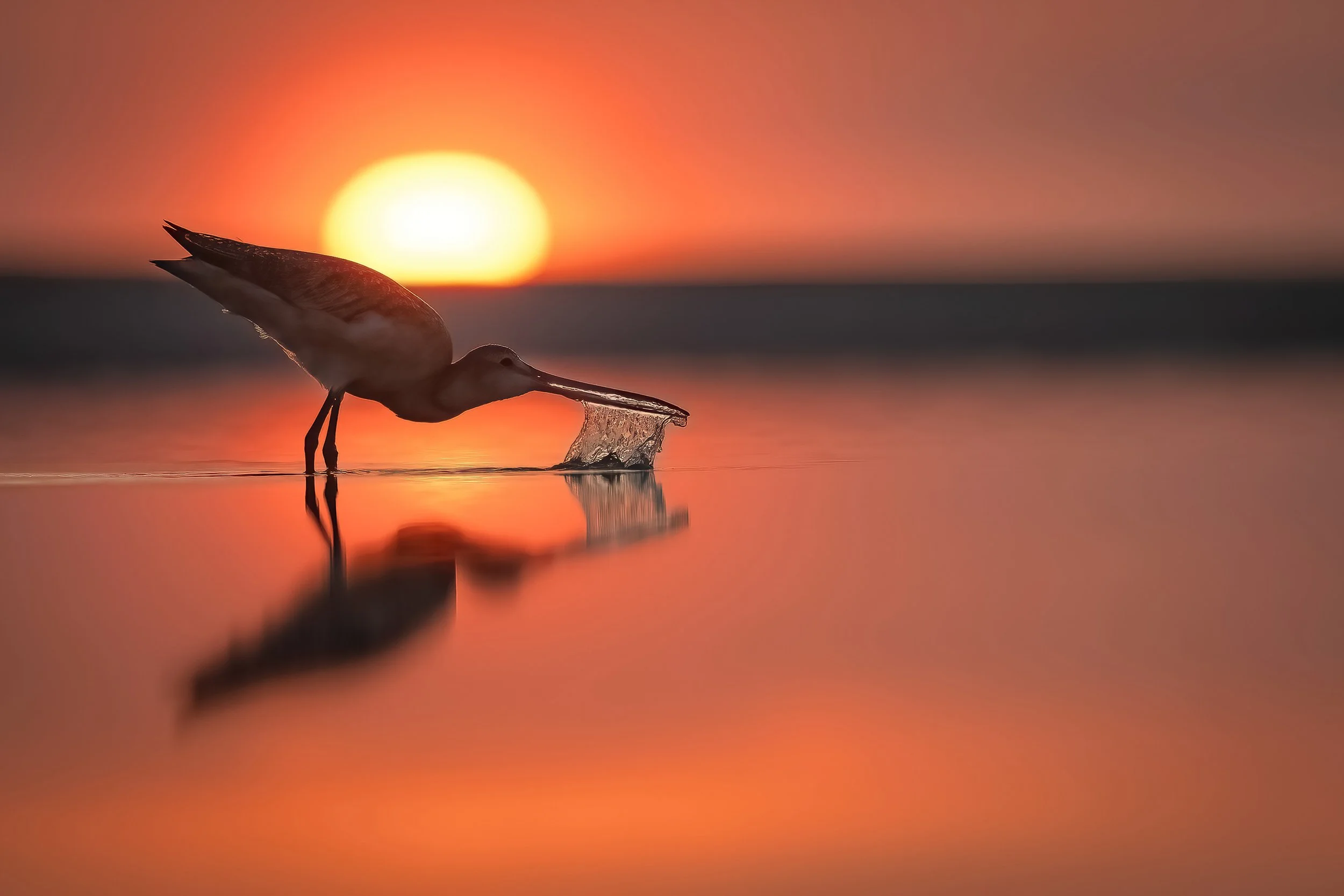 Marbled Godwit at sunrise, dipping its beak for water - Hilton Head Island