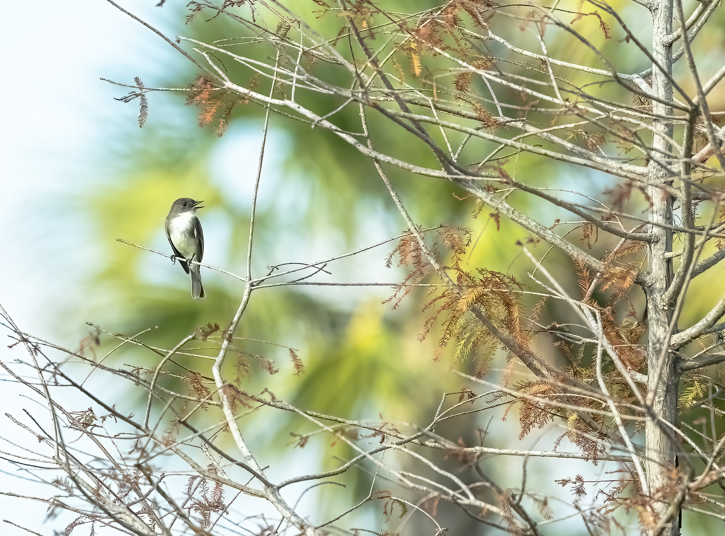 Eastern Phoebe perched on a tree in Central Florida