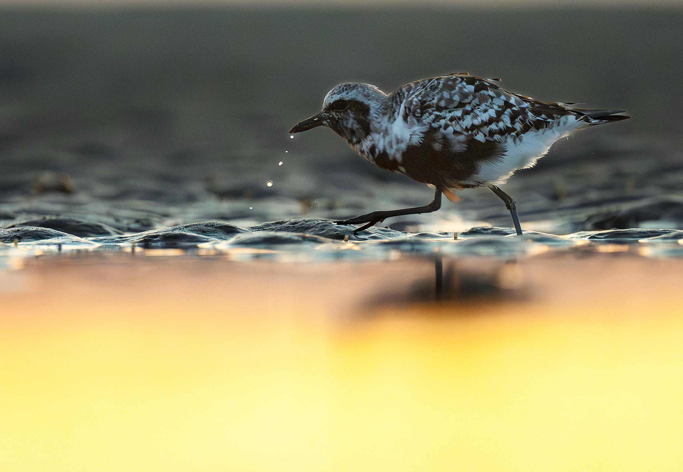 Black-bellied Plover in breeding plumage on Hilton Head Island