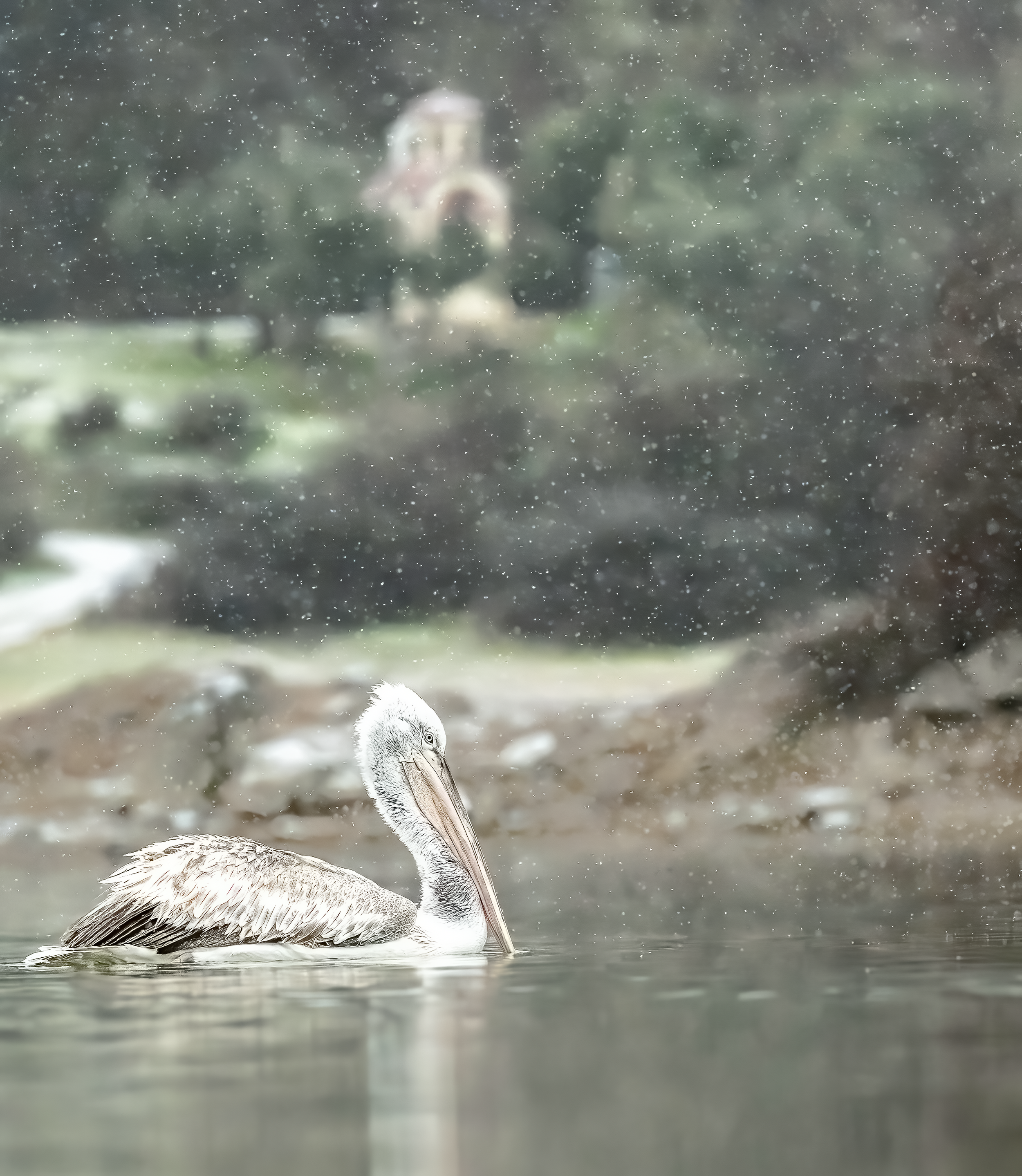 Juvenile Dalmatian Pelican in the snow on Lake Kerkini in Northern Greece