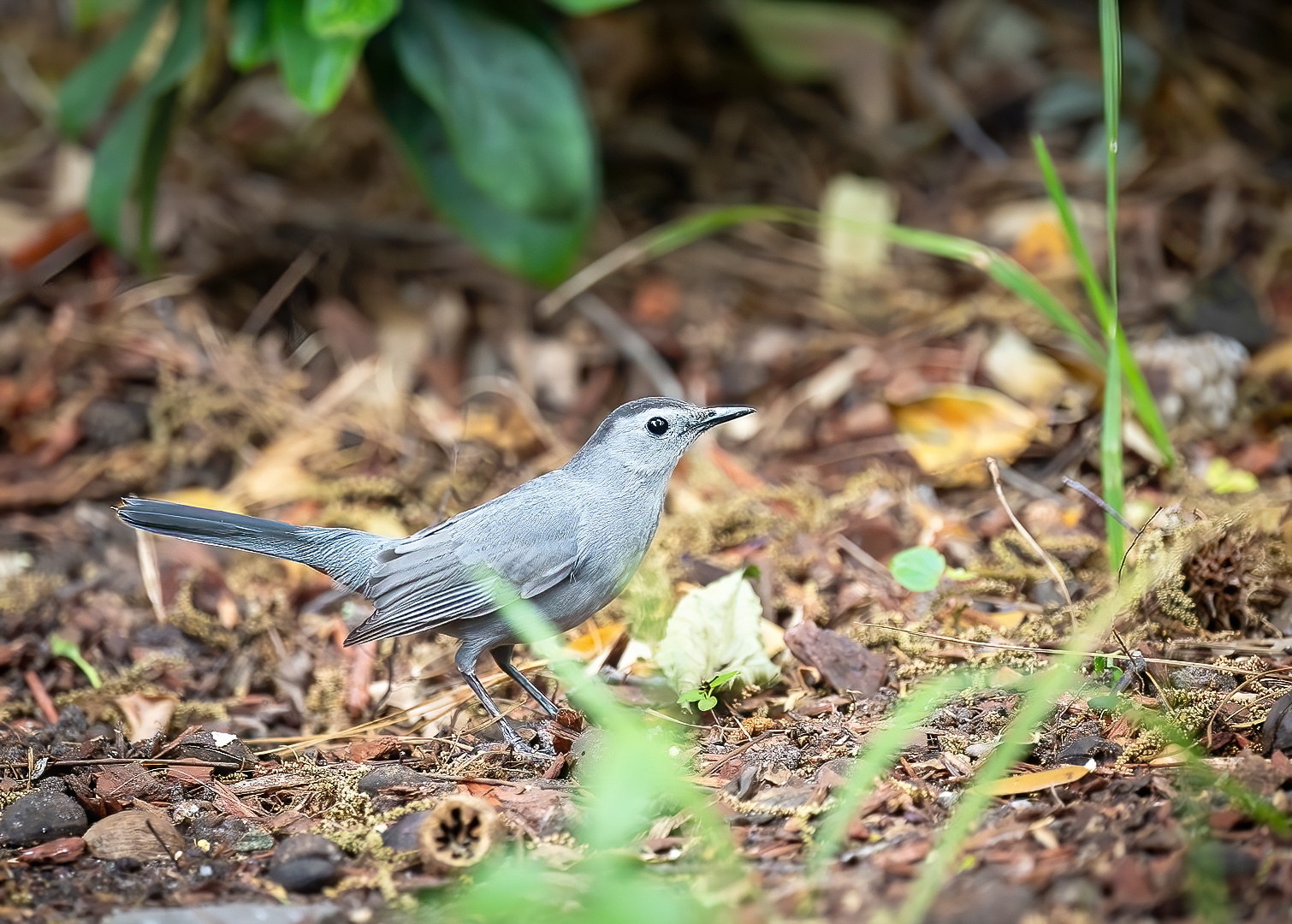 Gray Catbird feeding on the ground - Hilton Head Island
