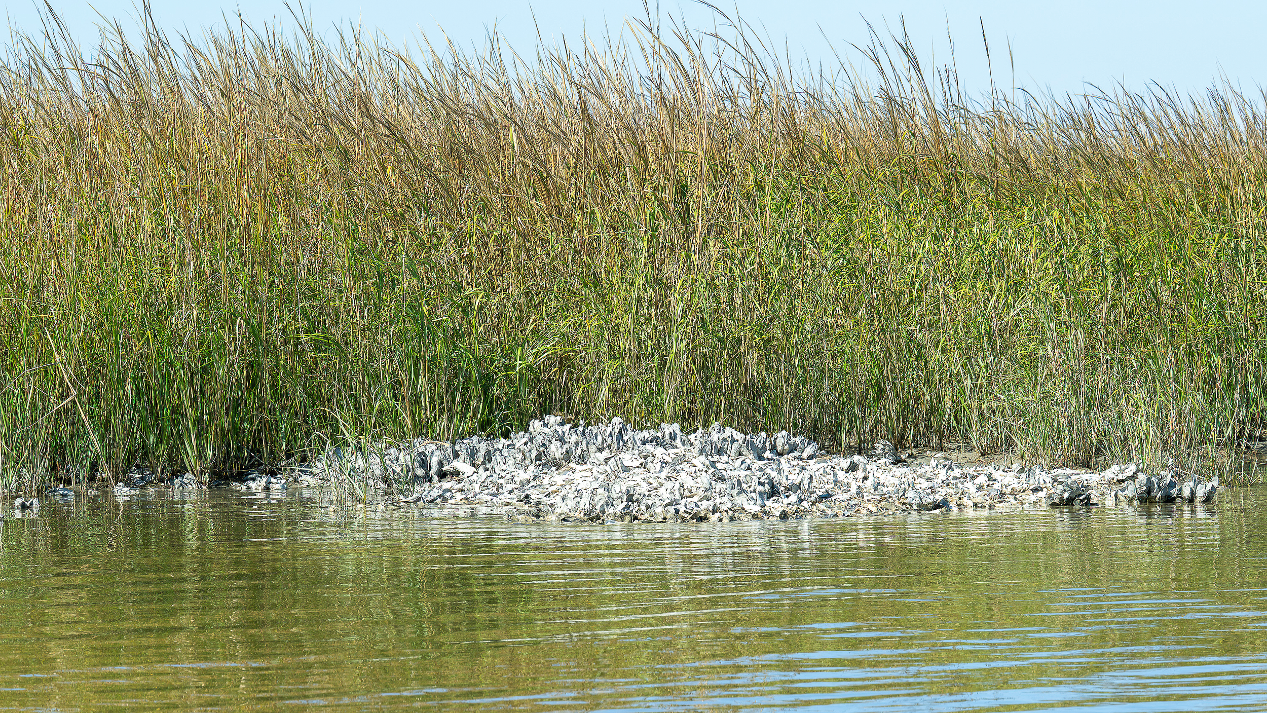 Oysterbed being submerged by the rising tide Hilton Head Island