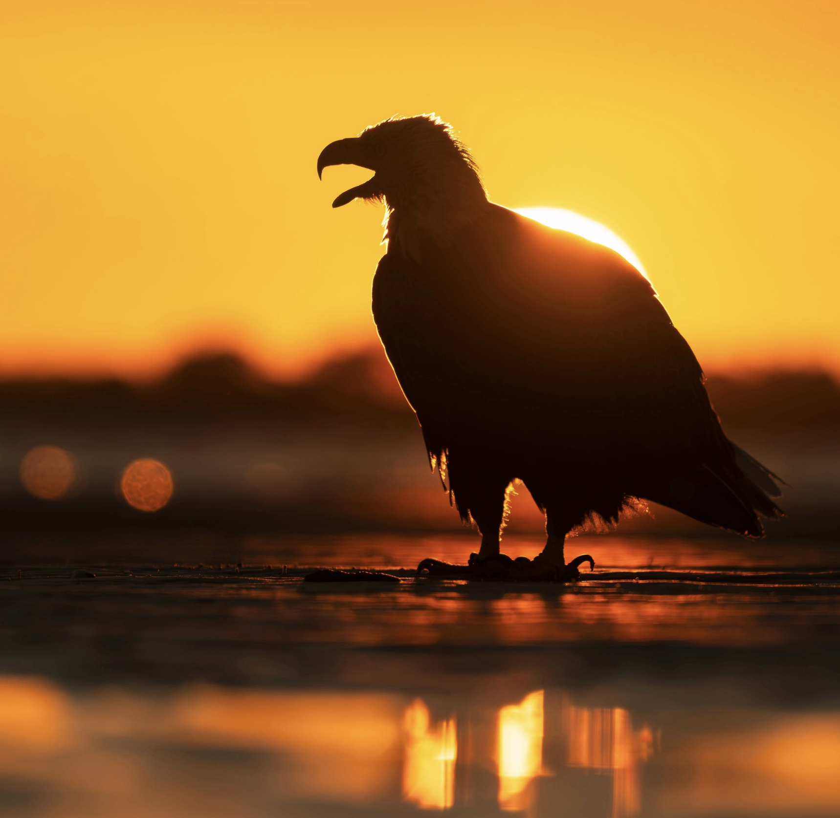 Bald Eagle - sunrise - Hilton Head Island