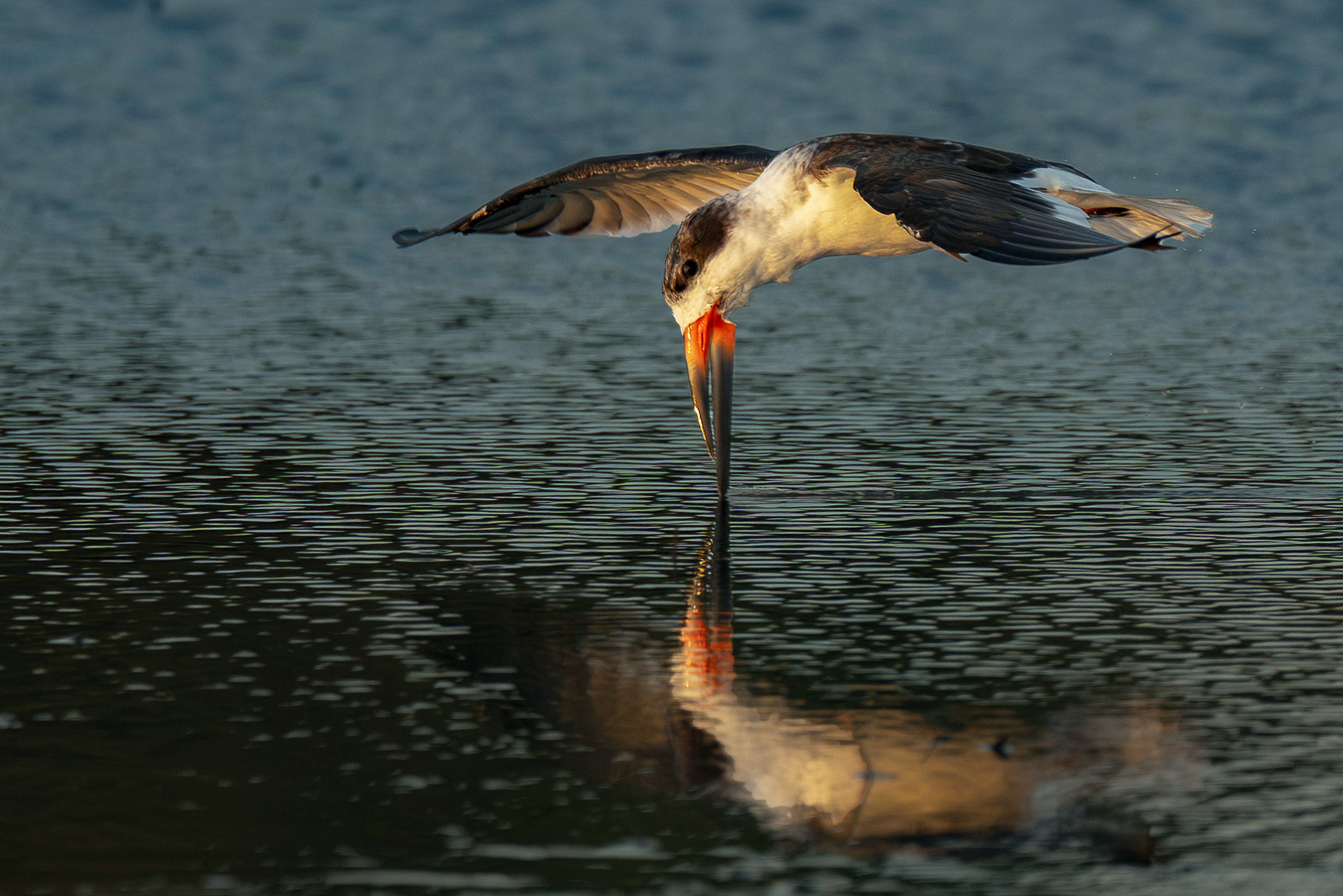 Black Skimmer Feeding Hilton Head Island