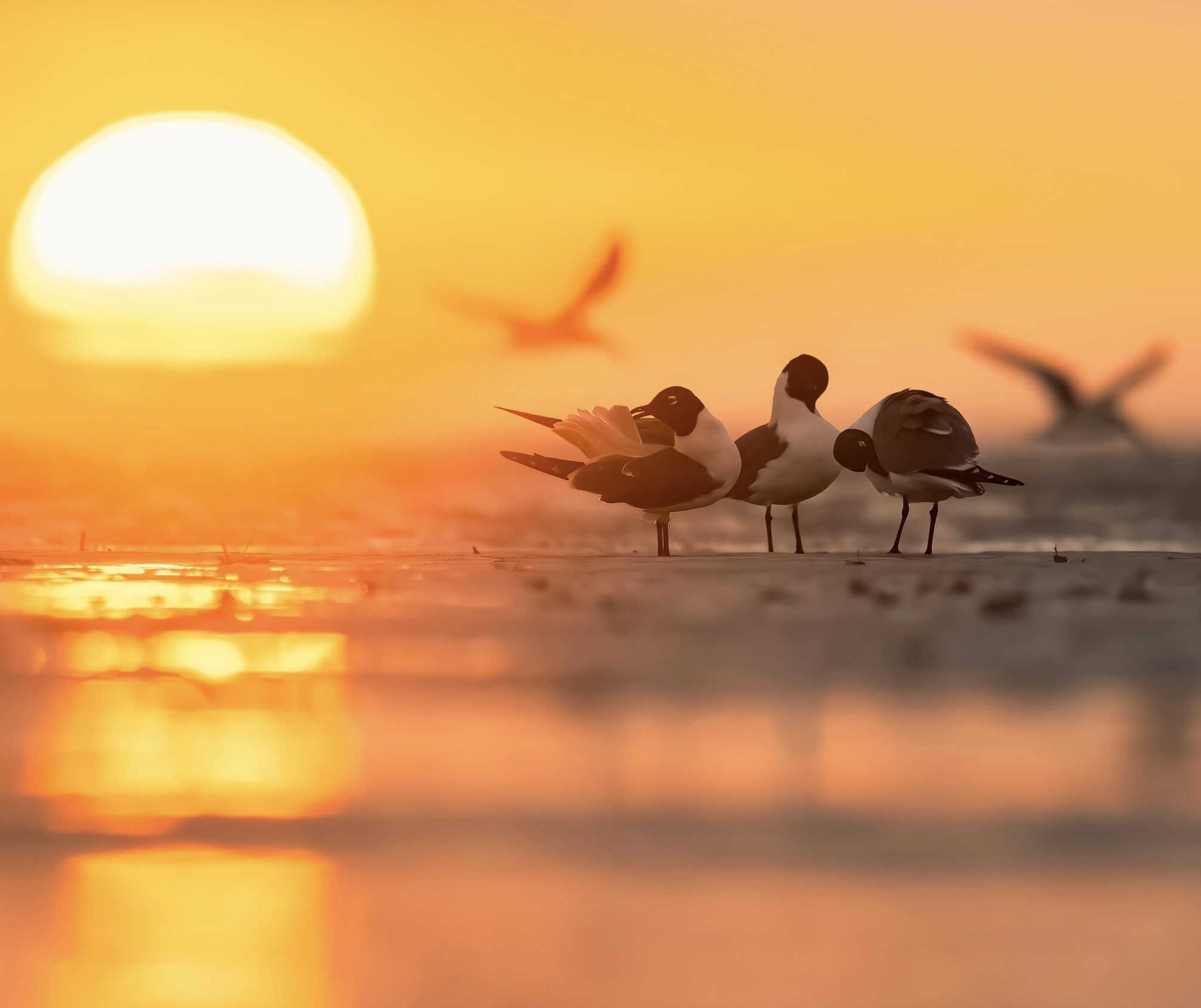 Laughing Gulls at Sunrise on the Beach