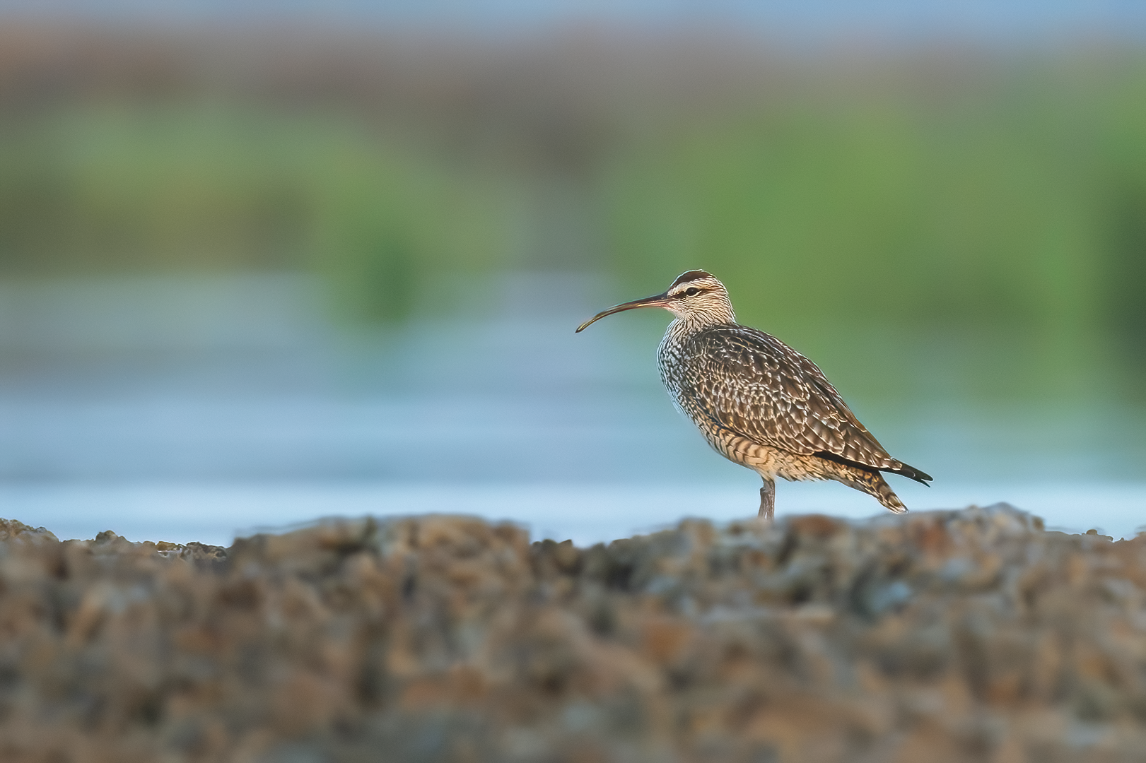 Hudsonian Whimbrel on oysterbed - Otter Island South Carolina
