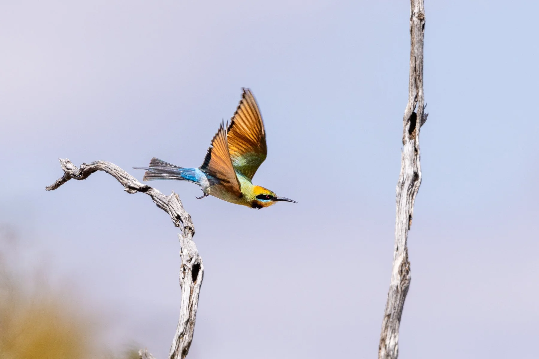 Rainbow Bee eater