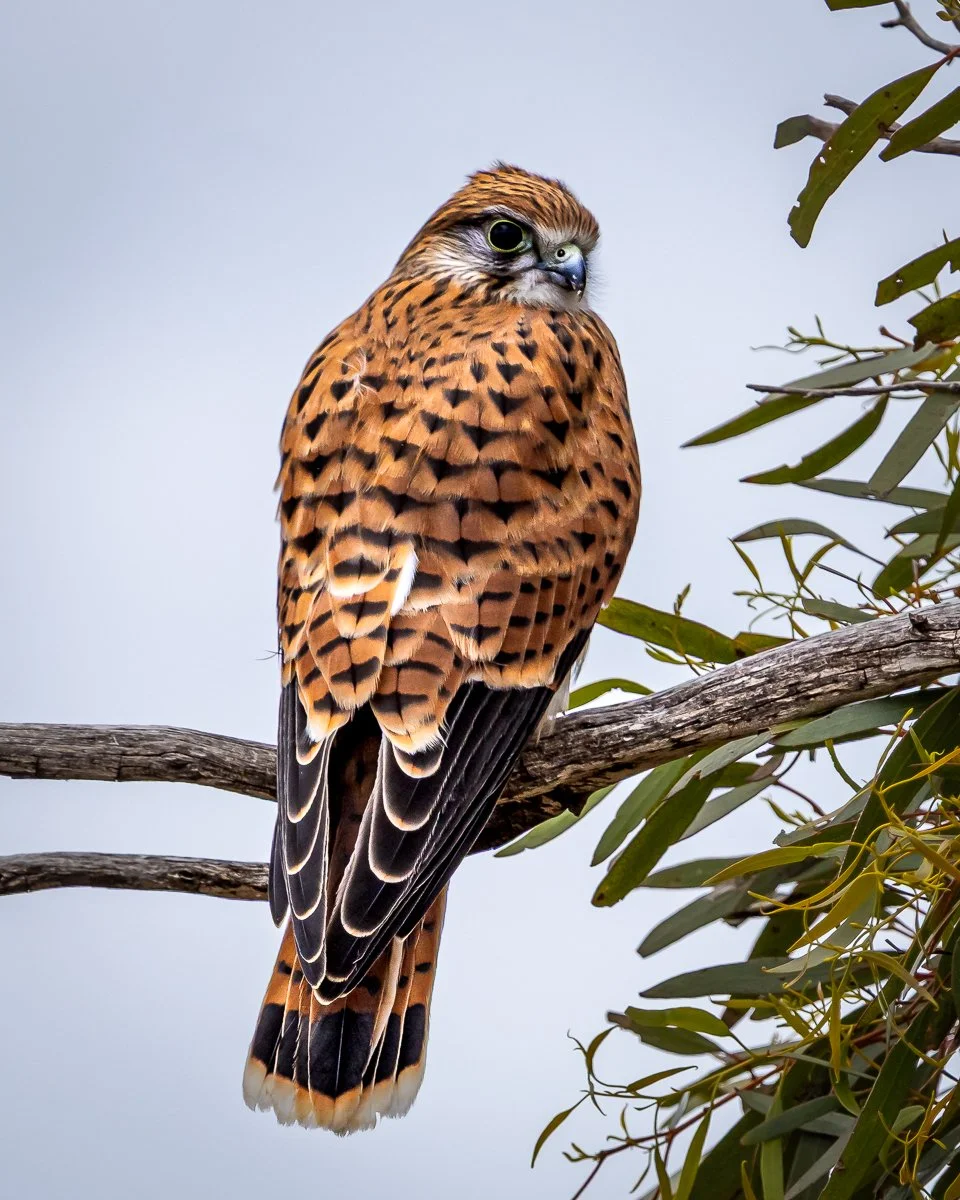 Nankeen Kestrel