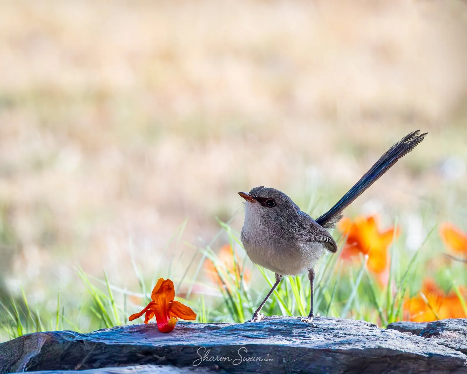 Female Fairy Wren