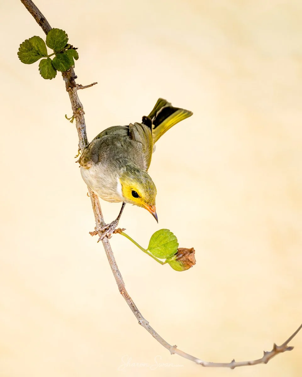 White Plumed Honeyeater