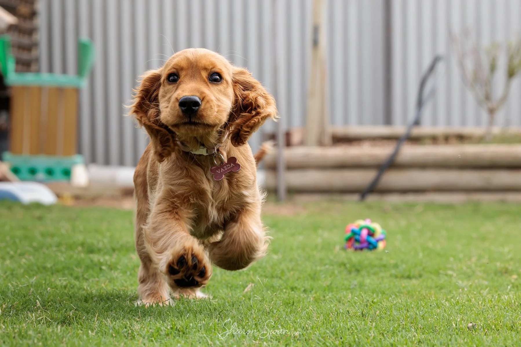 A young golden-colored puppy running on a grassy yard with a colorful rubber ball in the background. The puppy has floppy ears, shiny black nose, and a tag on its collar that reads "VADER." A wooden fence and garden equipment are visible in the backg