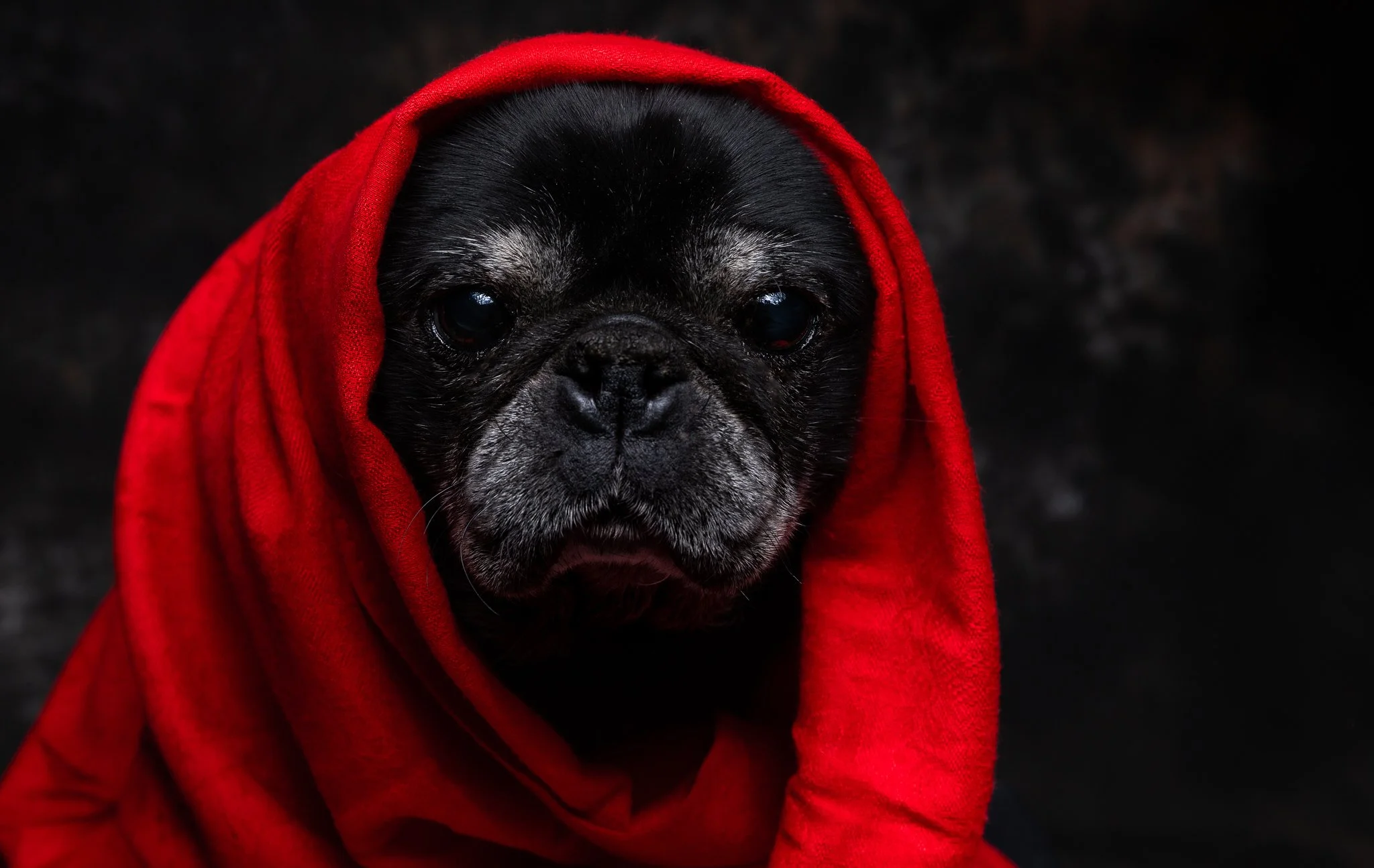 A black French Bulldog wearing a red hoodie against a dark background.