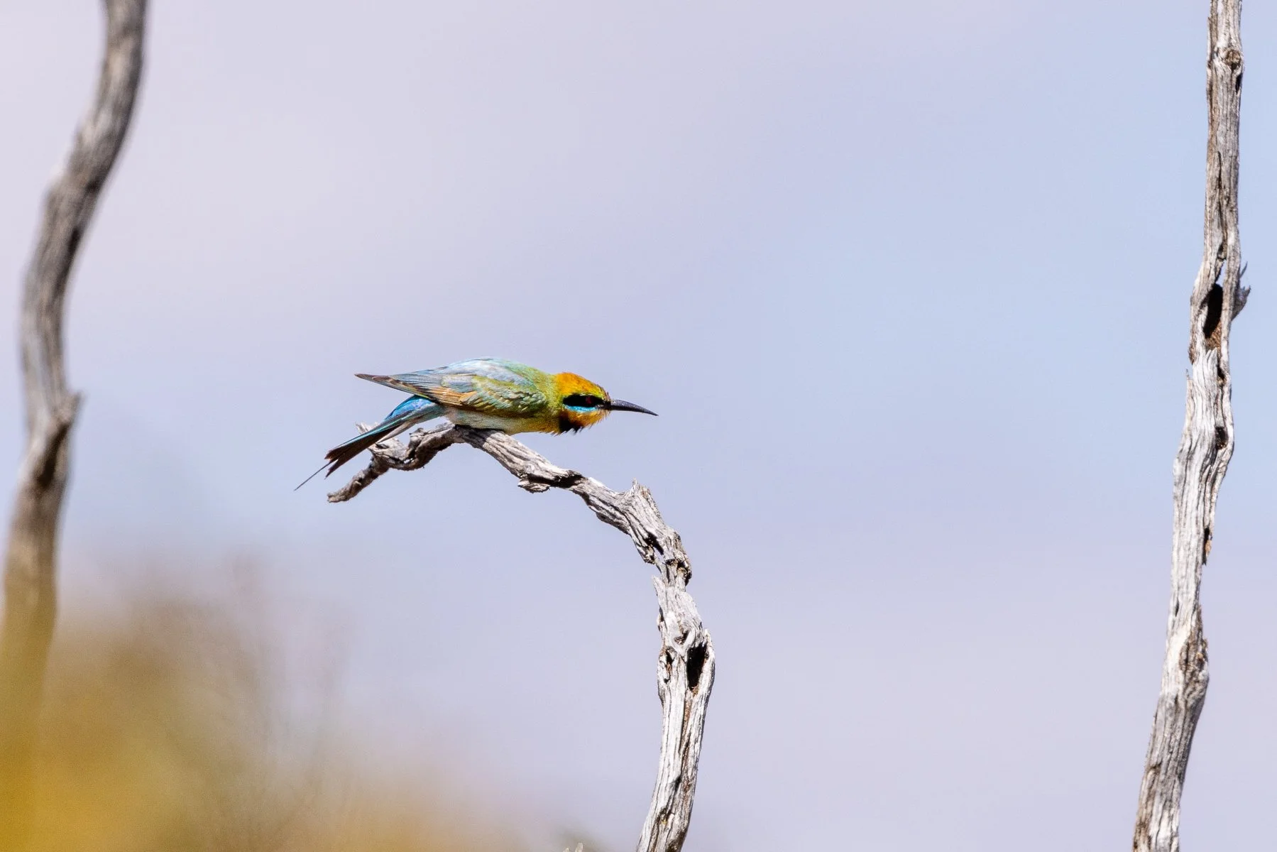 Rainbow Bee eater