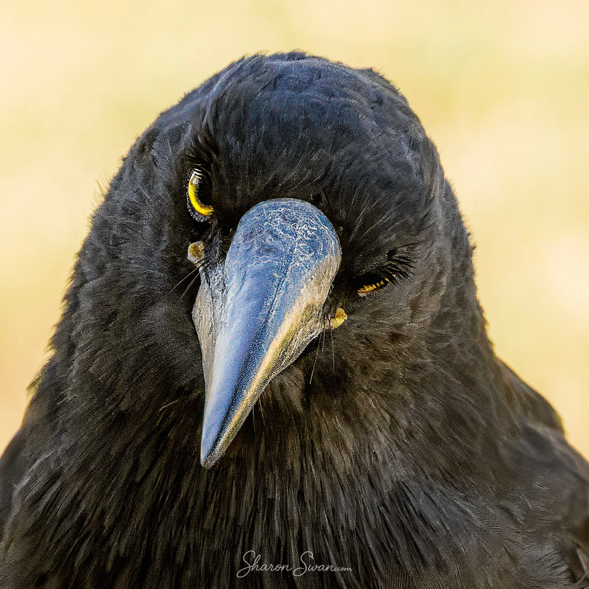 Grey Currawong 