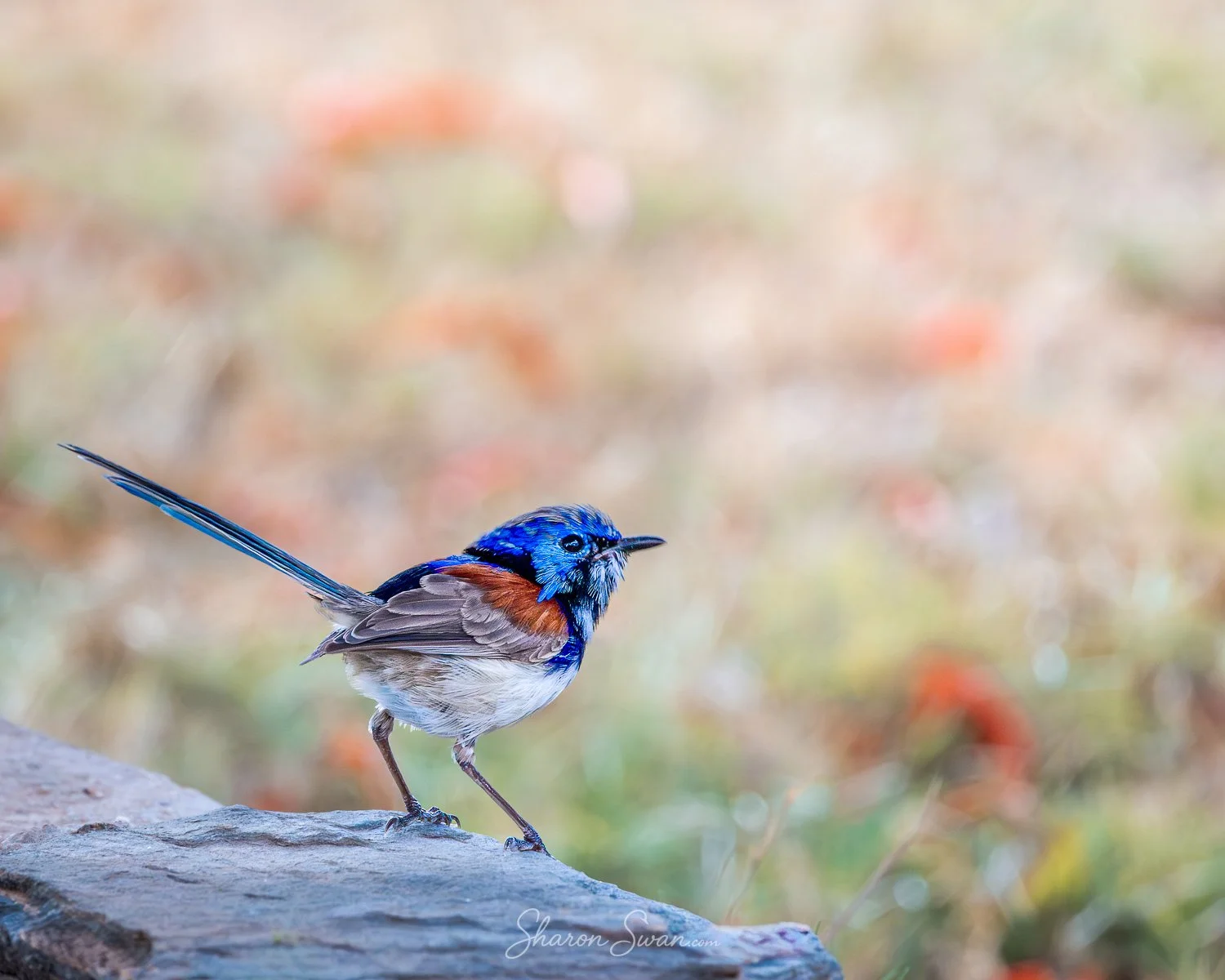 Male Fairy Wren