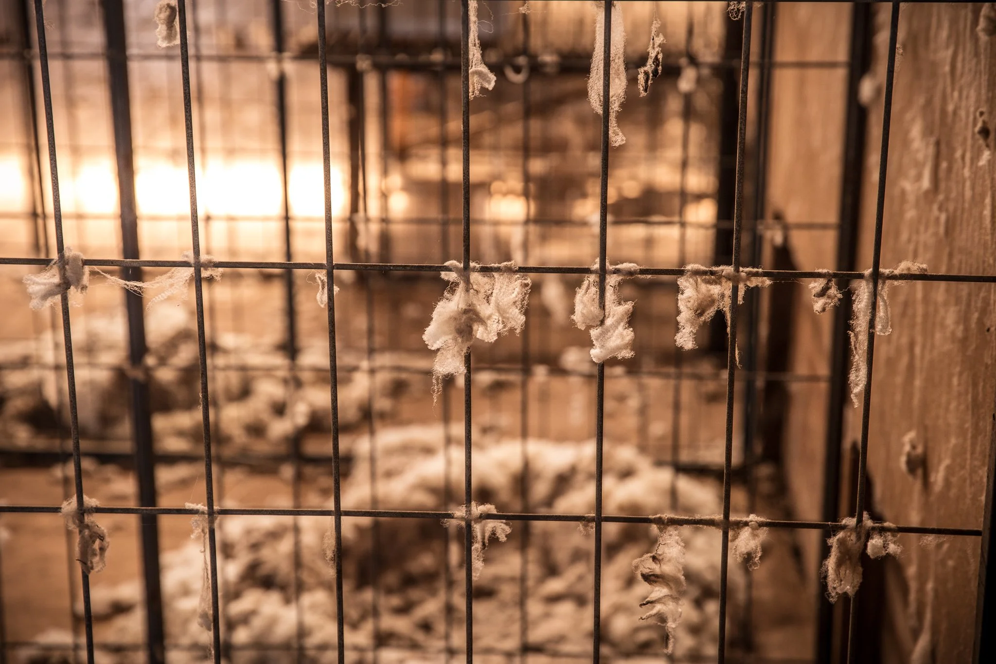 Close-up of metal wire mesh with woolen fibers attached in a dimly lit environment, possibly inside a barn or pen.