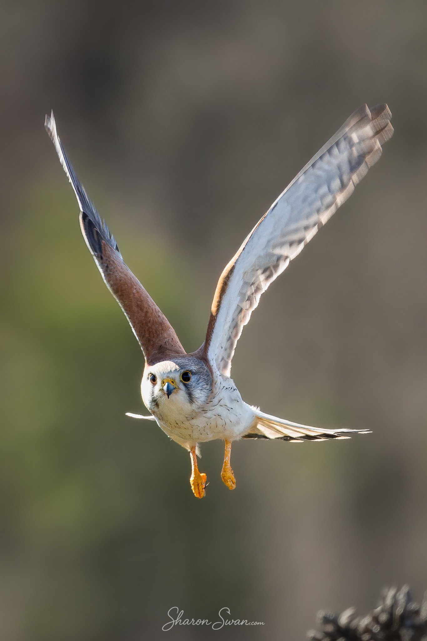 Kestral_tryptic-3.jpg