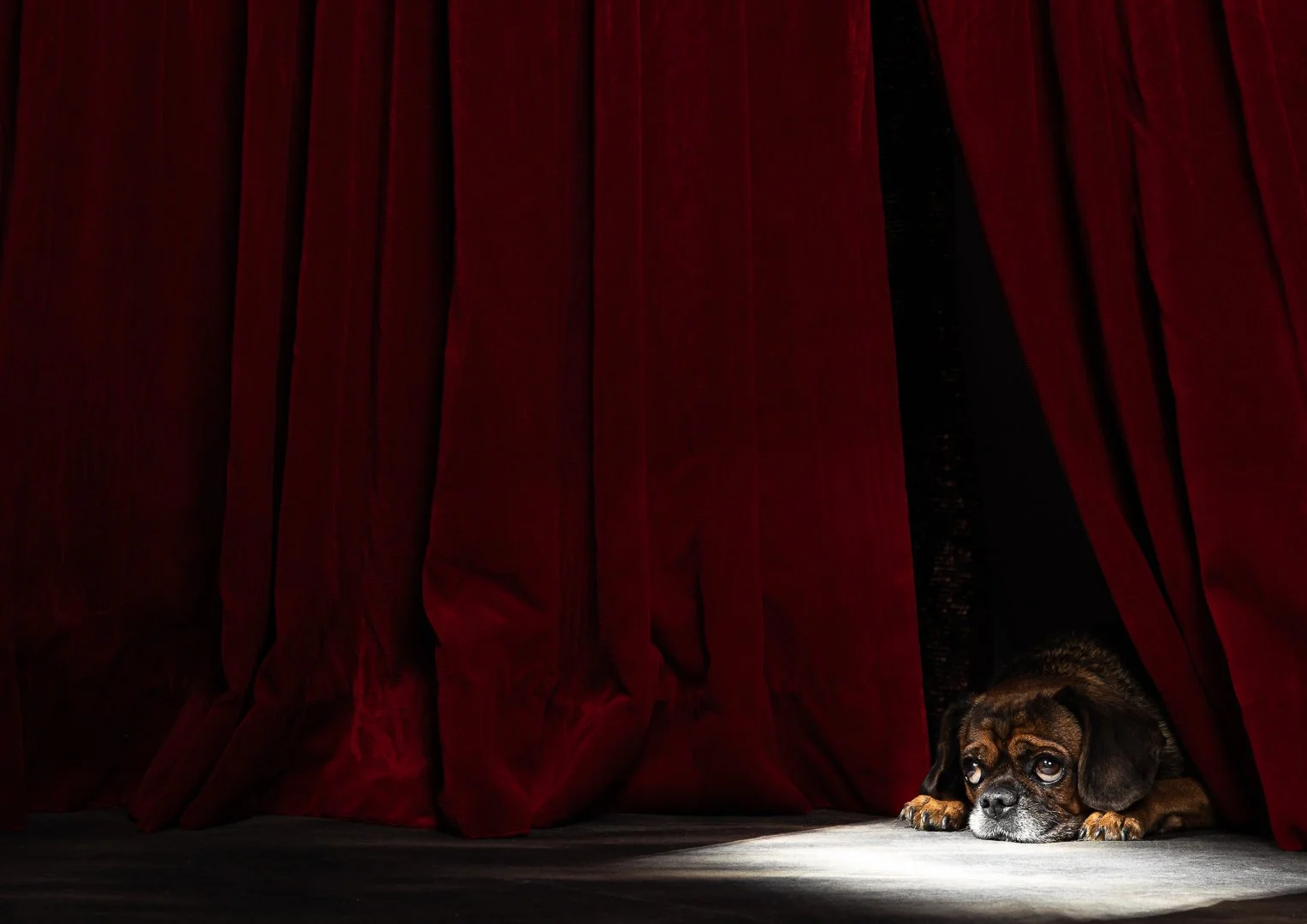A dog hiding behind red theater curtains, with only its head and paws visible on the stage floor.