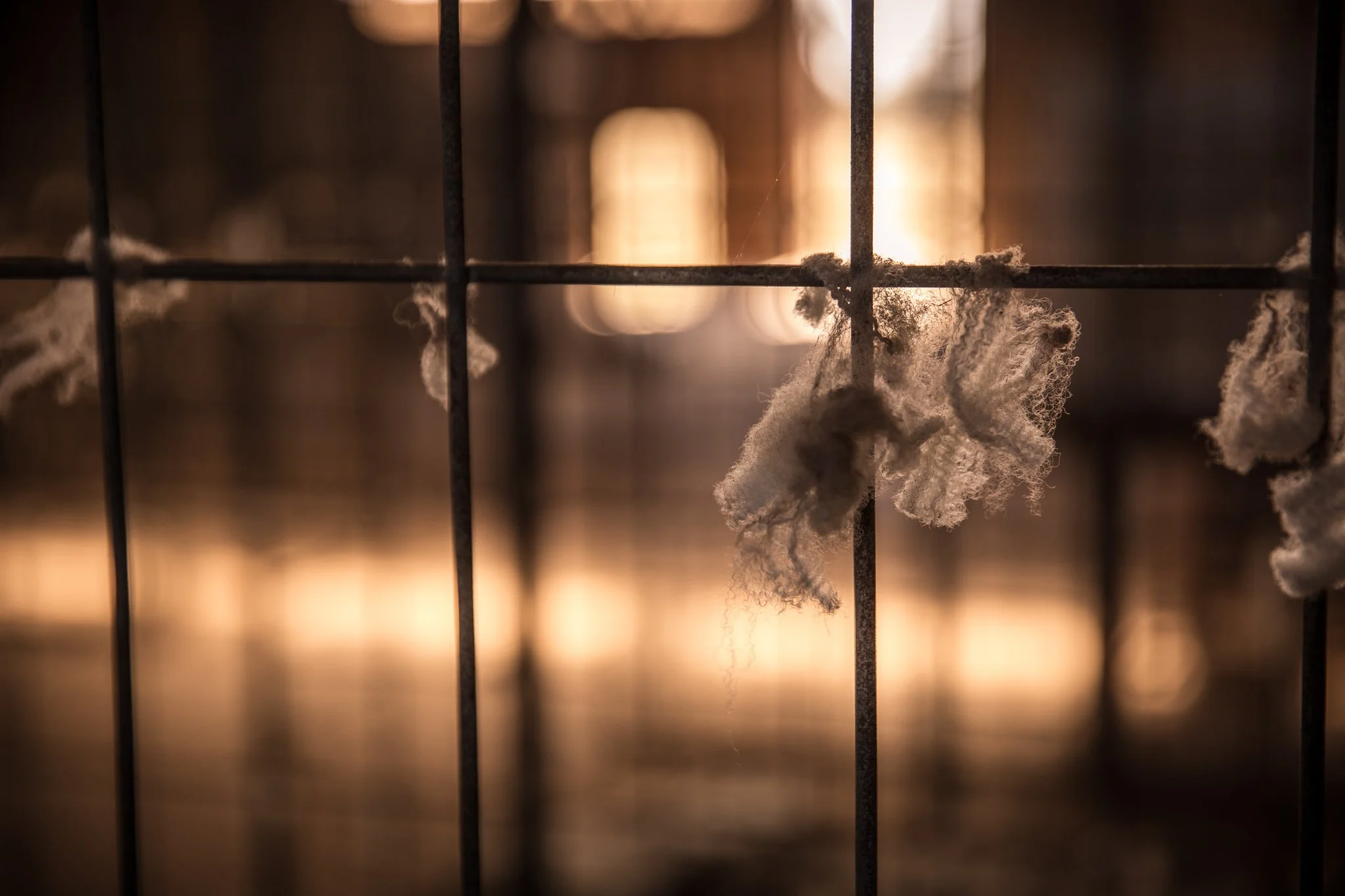 Close-up of a metal fence with cobwebs in a dim, atmospheric light.