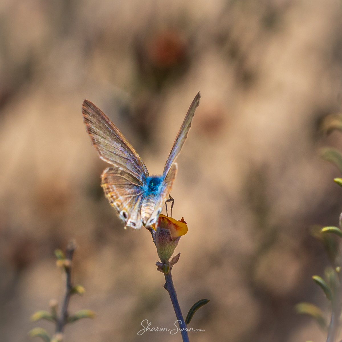 Butterfly-0023.jpg