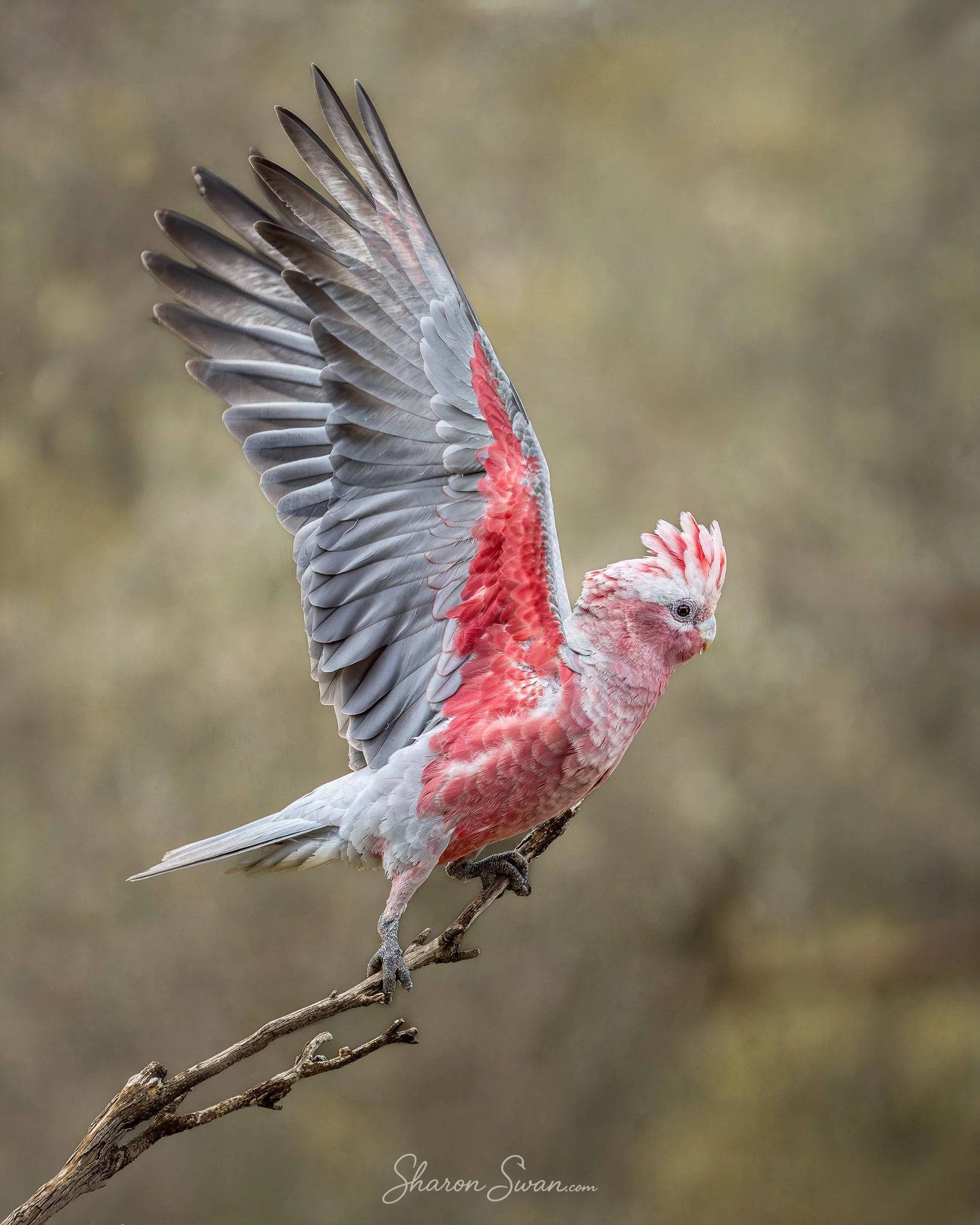 Cleared for Take off_2158PS-.jpg