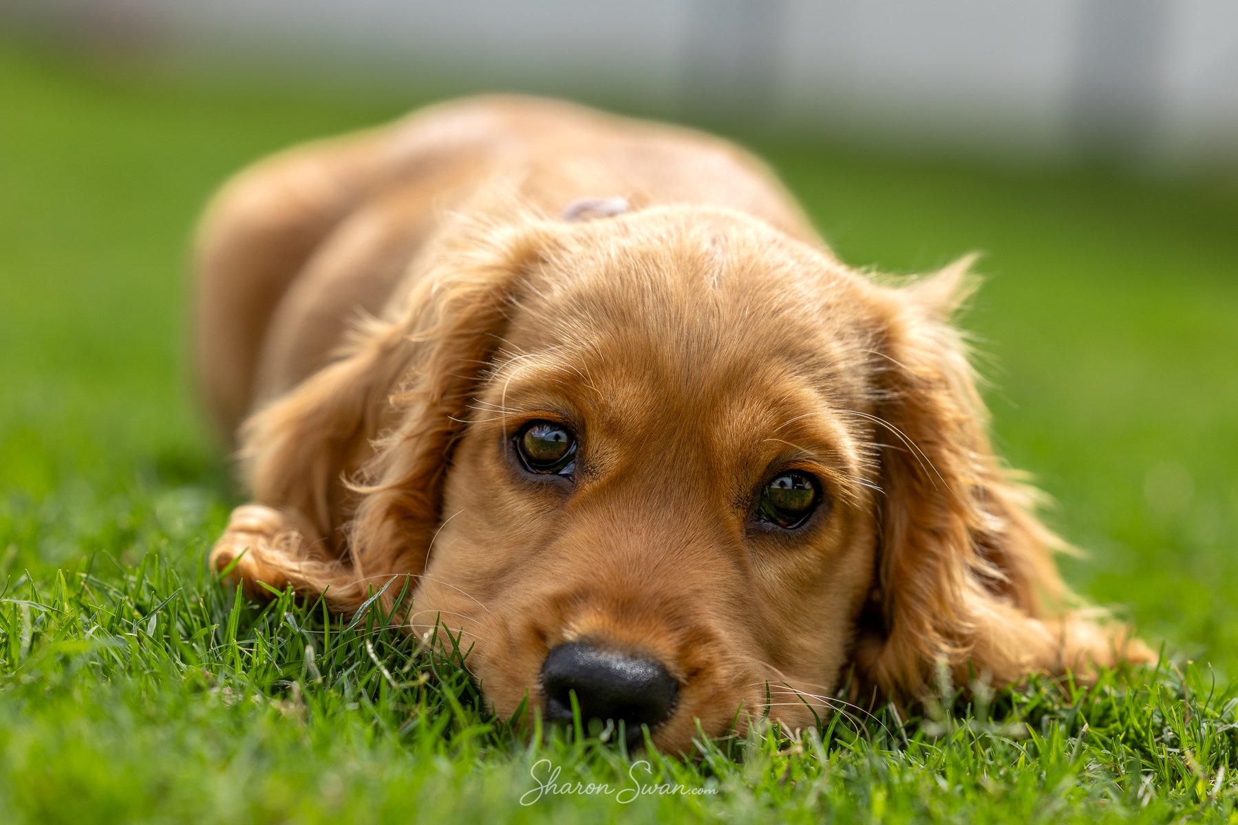 Golden retriever puppy lying on lush green grass with eyes looking at the camera.