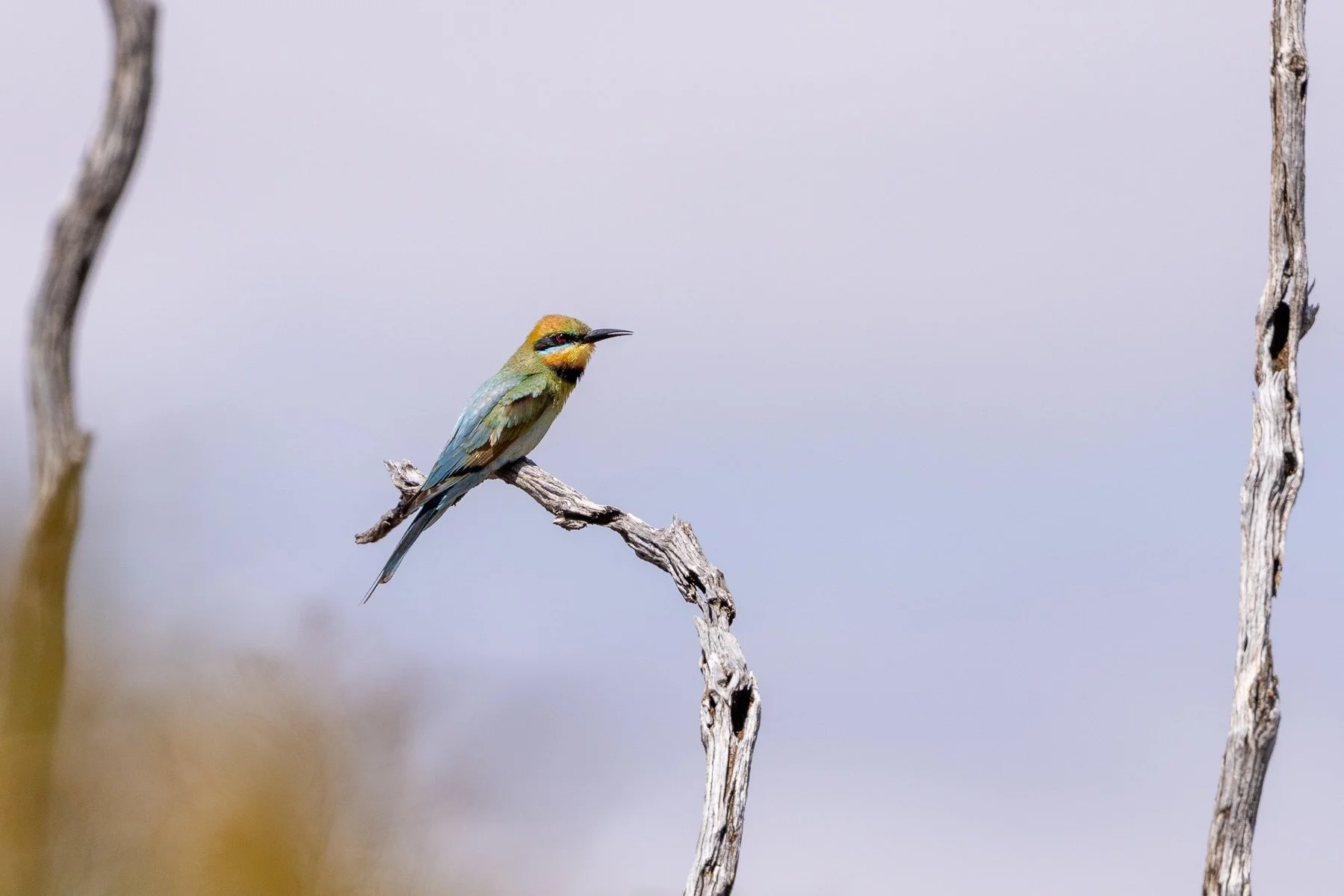 Rainbow Bee eater