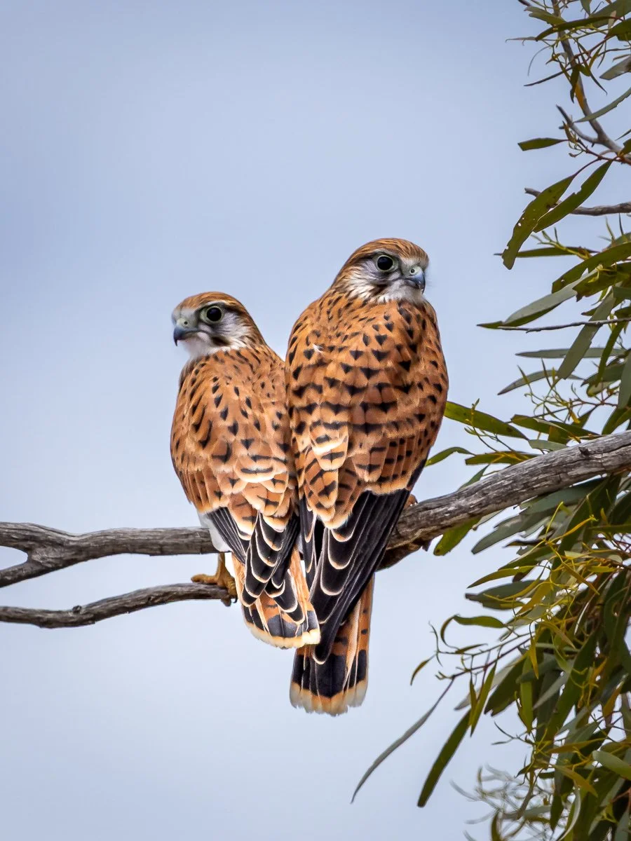 Pair of Nankeen Kestrel