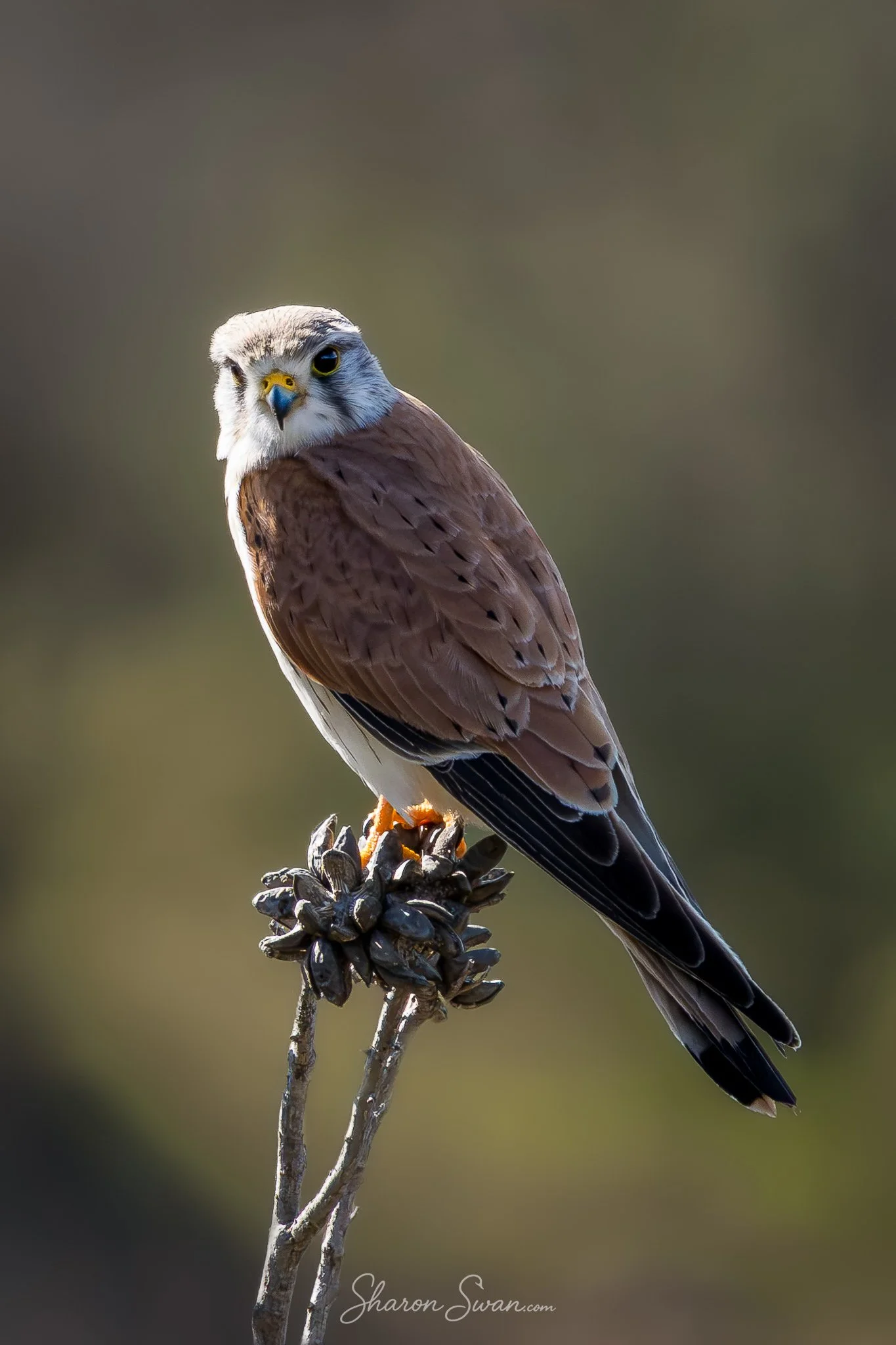 Kestral_tryptic-1.jpg