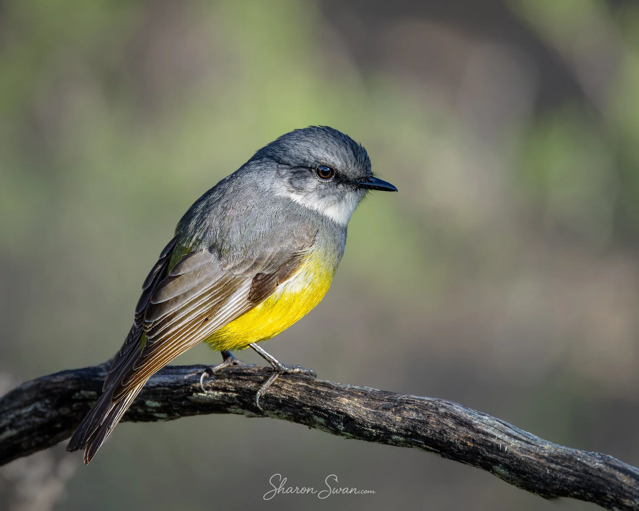 YellowRobin_7848PS-.jpg
