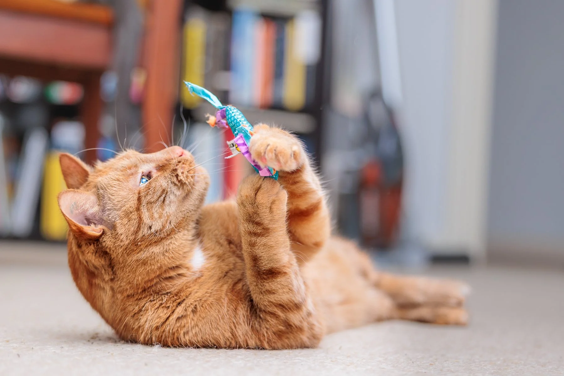 An orange tabby cat lying on its back on a beige carpet, playing with a colorful toy.