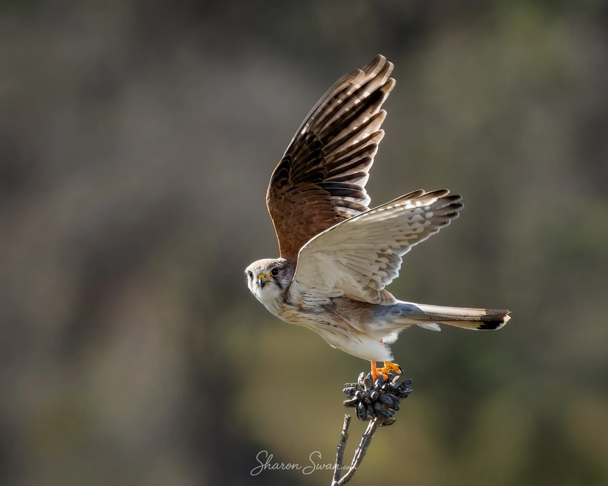 Kestral_8942-1.jpg