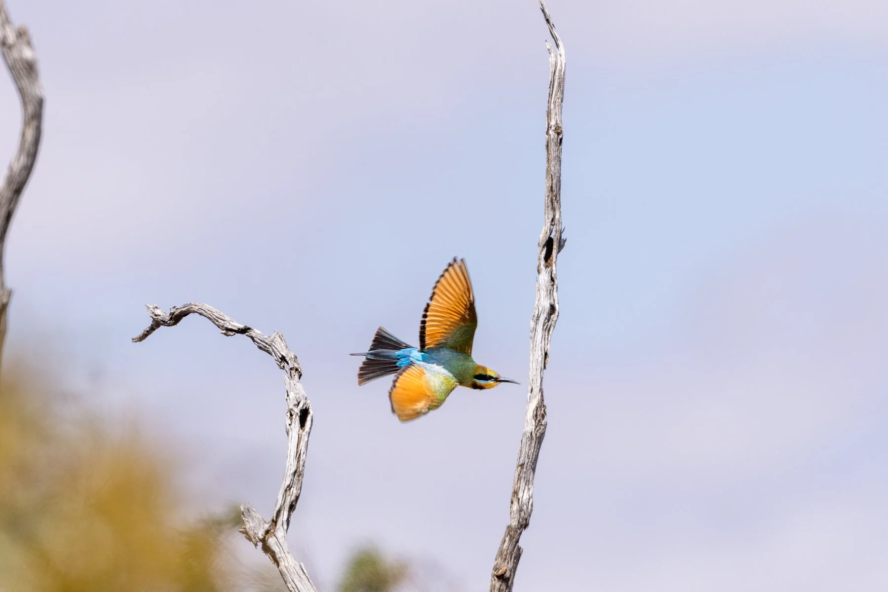 Rainbow Bee eater