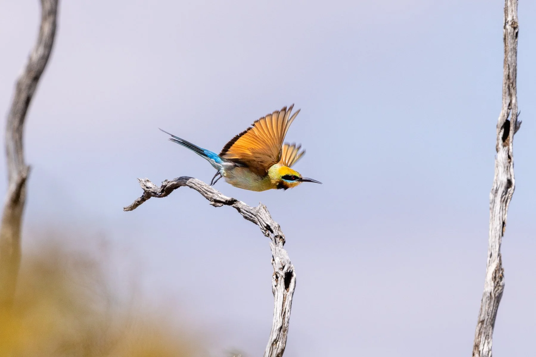 Rainbow Bee eater