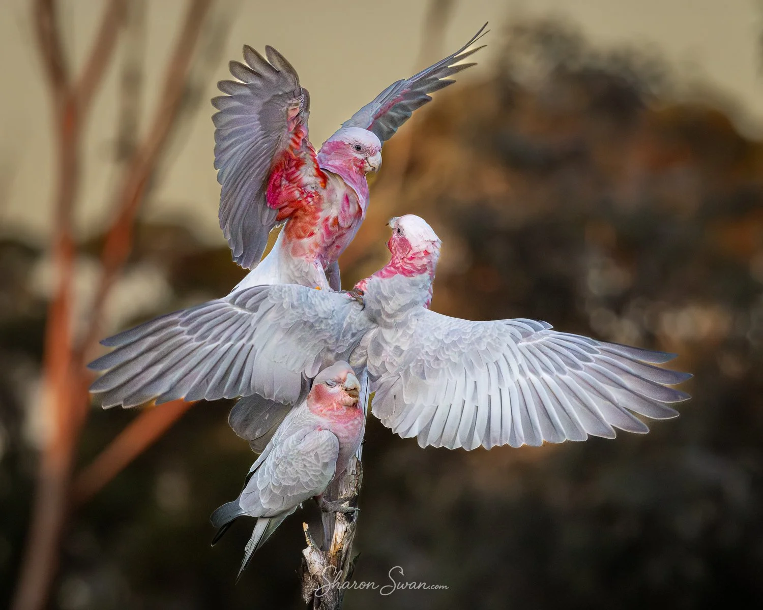 Galahs-3168PS.jpg