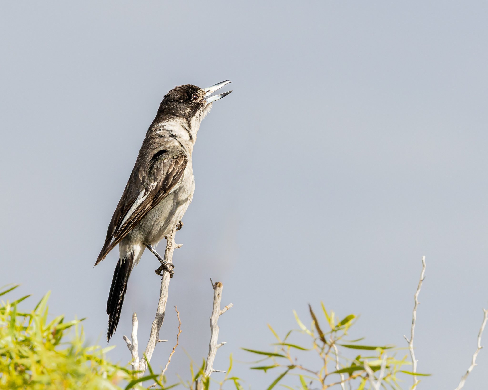 Singing Butcherbird