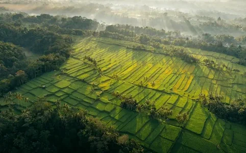 bali rice fields at sunrise showing peaceful natural landscape supporting recovery and mental clarity
