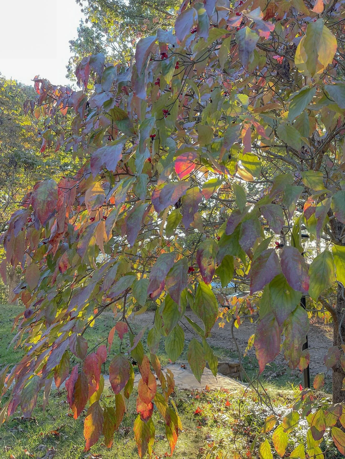 Sweet moments from this month so far 🍂

The leaves continue to change colors, and the weather is cooling. The harvest moon was lovely to witness, and I adore sleeping with the windows open at night. The woodpeckers have been visiting my front yard, 